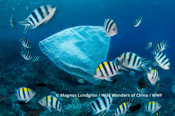 © Magnus Lundgren Wild Wonders of China WWF Plastic