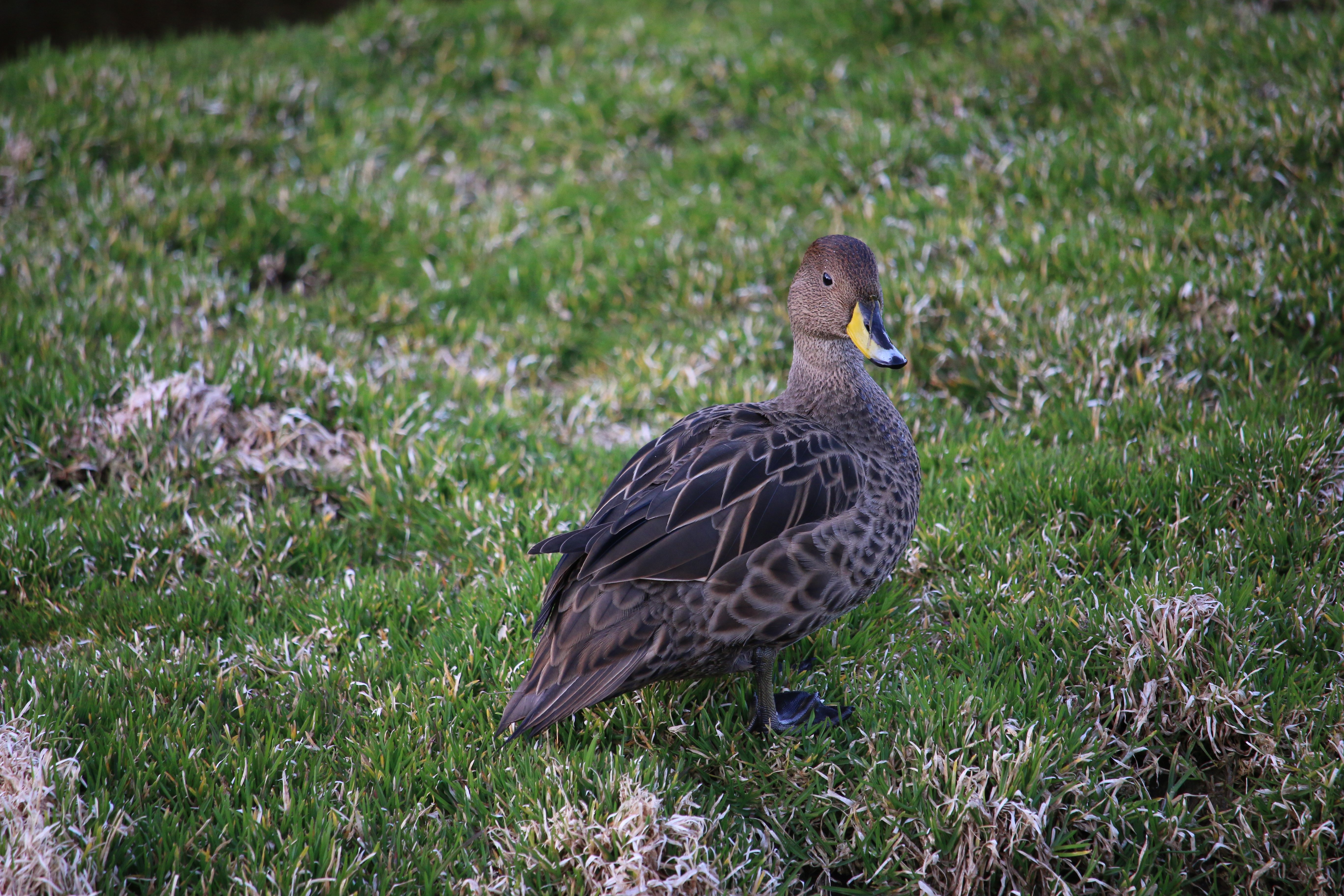South Georgia pintail
