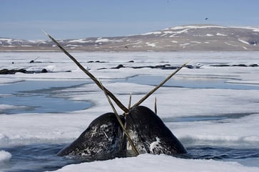 narwhal