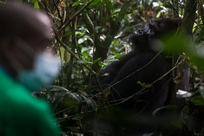 Kingo the silverback gorilla © Jerome Starkey 2020
