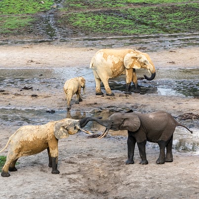 Original_WW2144440_SQ