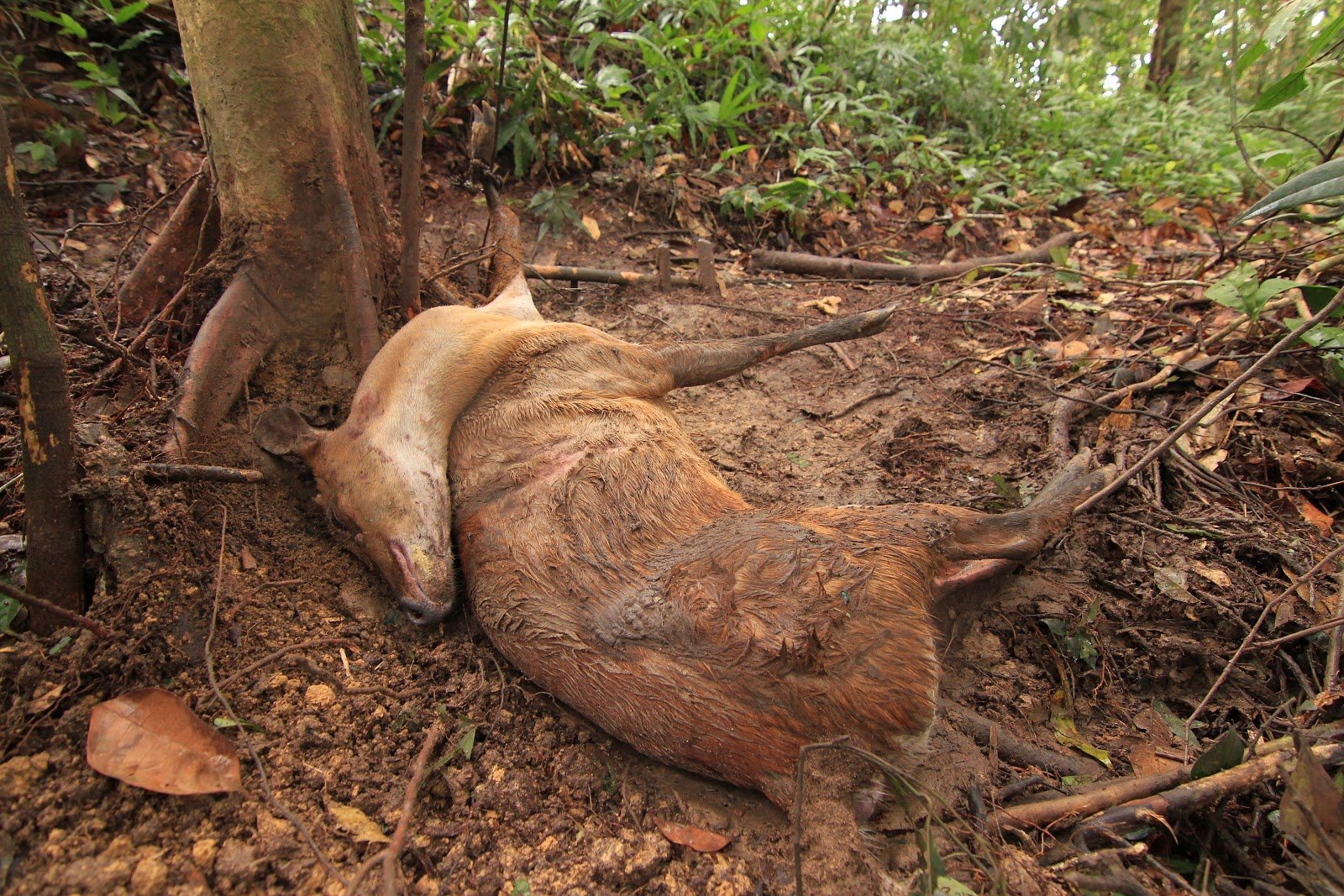 A Southern red muntjac killed in a snare in Malaysia. © Lau Ching Fong / WWF-Malaysia