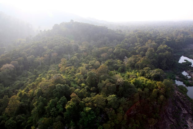 Riverine forest, Cambodia. Intensive snaring has left many protected areas in Cambodia, Laos and Vietnam with few large animals. © Adam Oswell / WWF-Greater Mekong