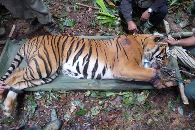 A tiger is tranquilised for treatment after it is found caught in a wire snare in Malaysia’s Belum-Temengor Forest Complex, 2009. © Lau Ching Fong / WWF-Malaysia