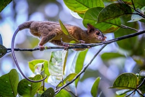 A bare-tailed woolly opossum (Caluromys philander) in a tree near Santa Rosa de Cabal, Colombia.