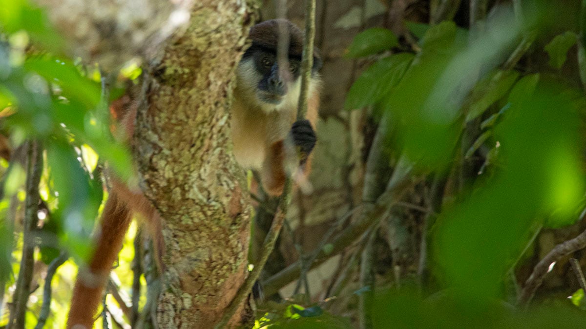 Bouviers Red Colobus © Jaap Van Der Waarde