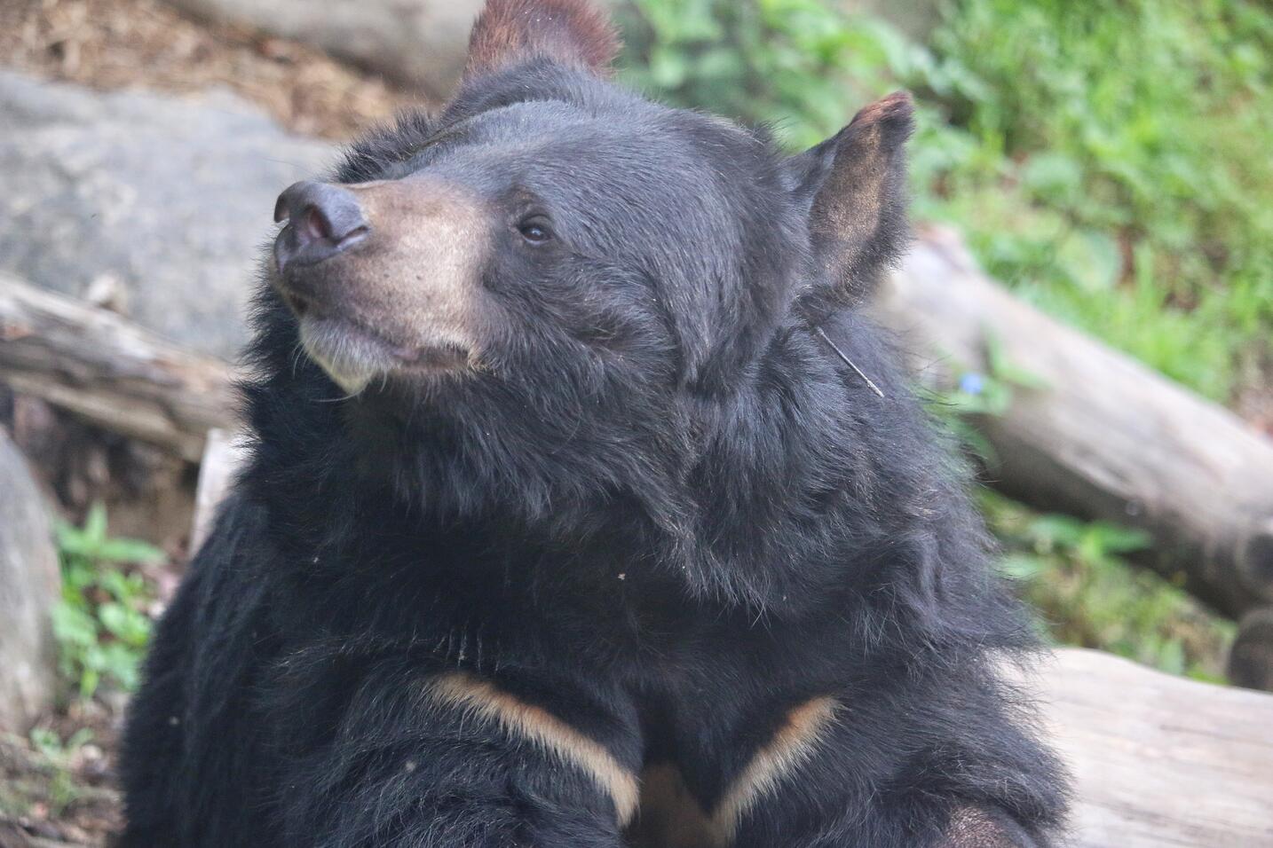 Asiatic black bear, Species Restoration Technology Institute, Korea National Park Service, Jirisan National Park. PC Joshua Powell-1