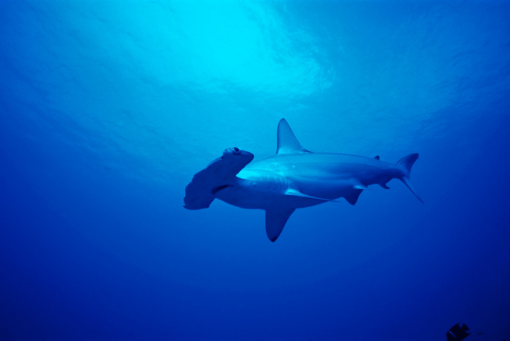 Cat Holloway  WWFSmall_WW172247