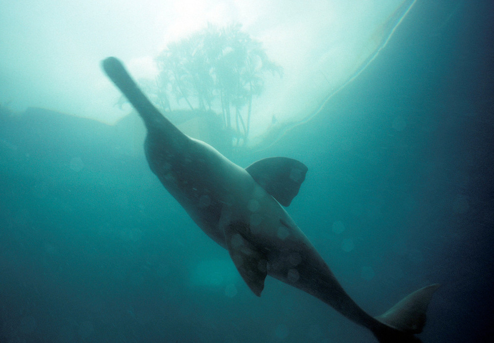 François Xavier Pelletier  WWF_Small_WW176316