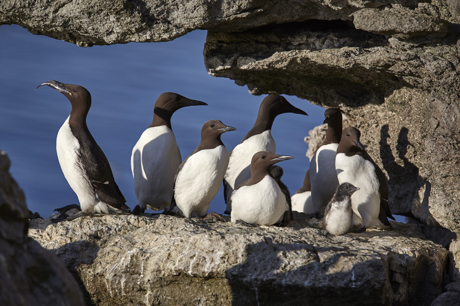 Guillemots at Stora Karlsö Sweden Photo Aron Hejdstrom Baltic Seabird Project (global use for journalists)