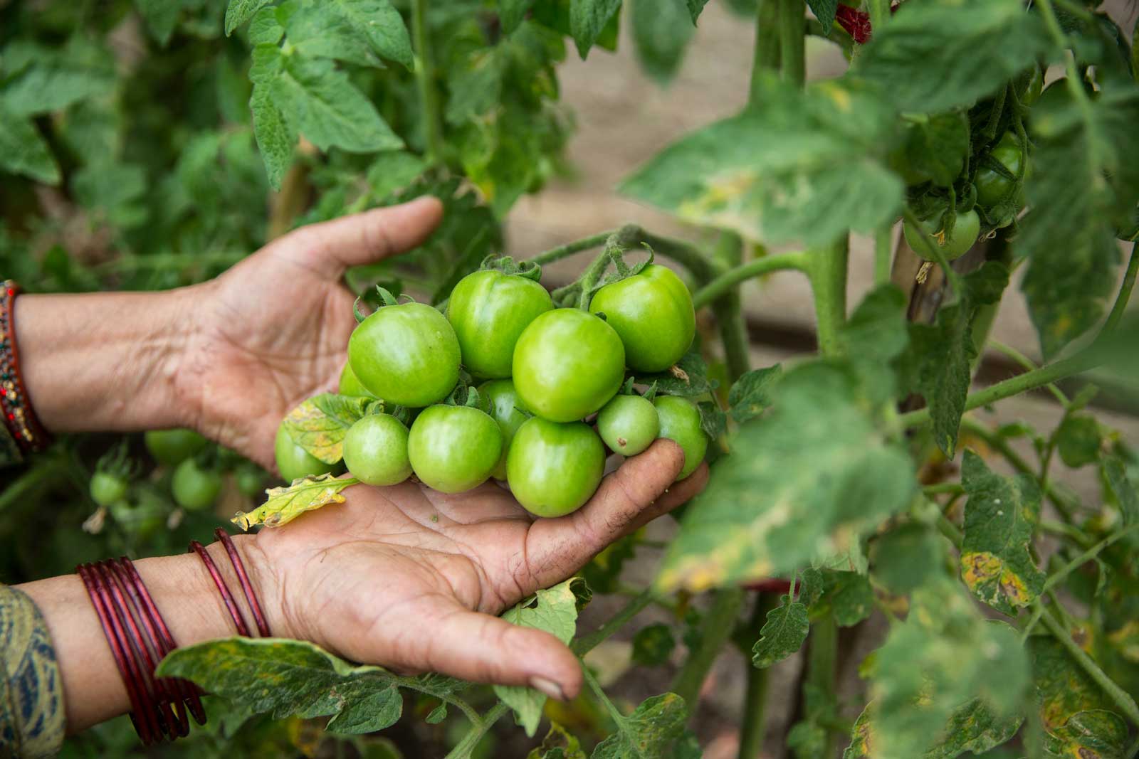 Large_WW223436_smaller