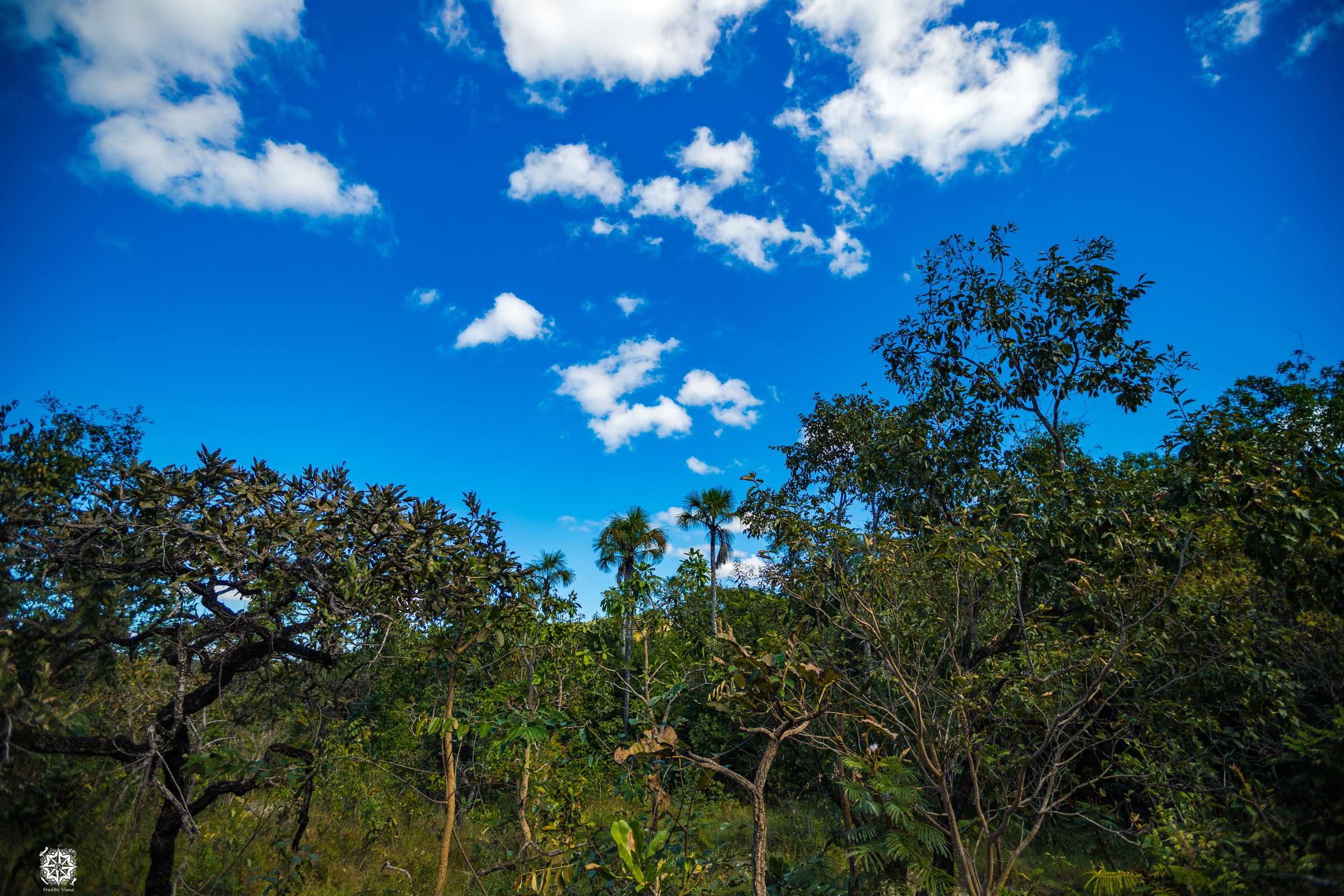 Typical Cerrado biome trees seen in Pirenópolis, Goiás, Brazil.