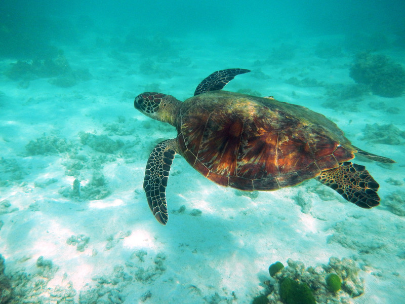Above: a green turtle © Sian Breen / WWF-Aus;