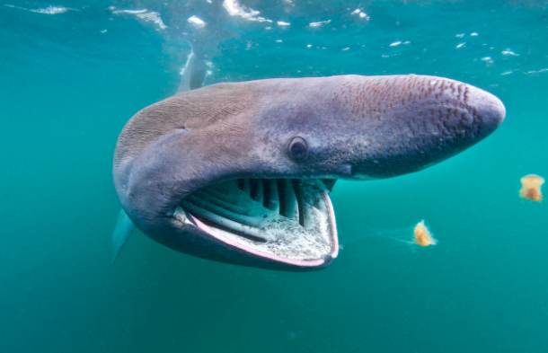 naturepl.com / Alex Mustard / 2020VISION / WWF