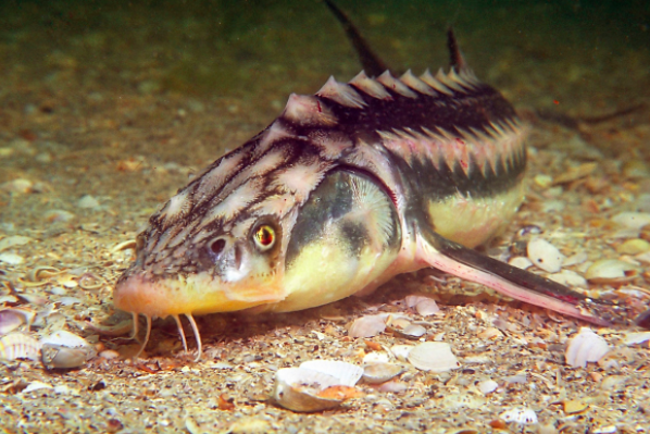 Andrey Nekrasov / WWF