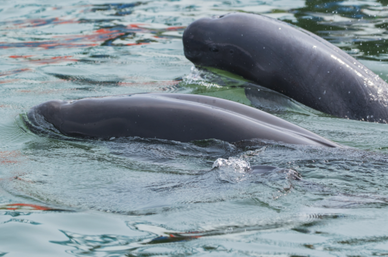 Screen Shot 2021-03-25 at 10.02.15 AM