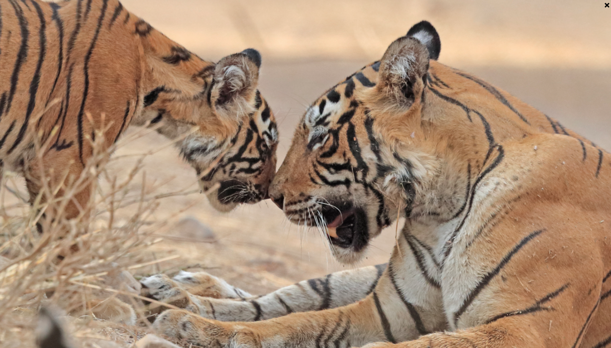 Screenshot 2022-03-16 at 2.38.02 PM