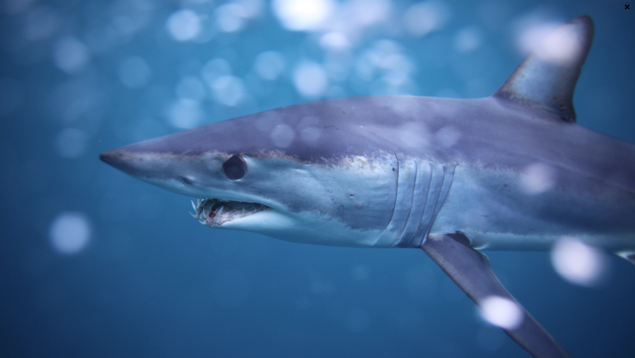 Screenshot 2022-03-16 at 2.39.19 PM