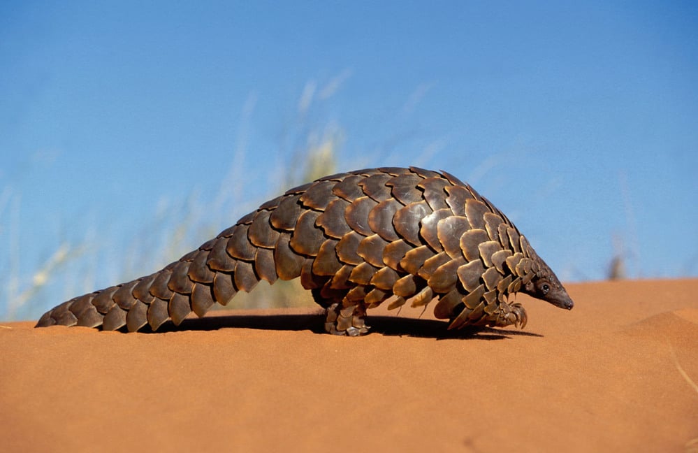 Pangolin