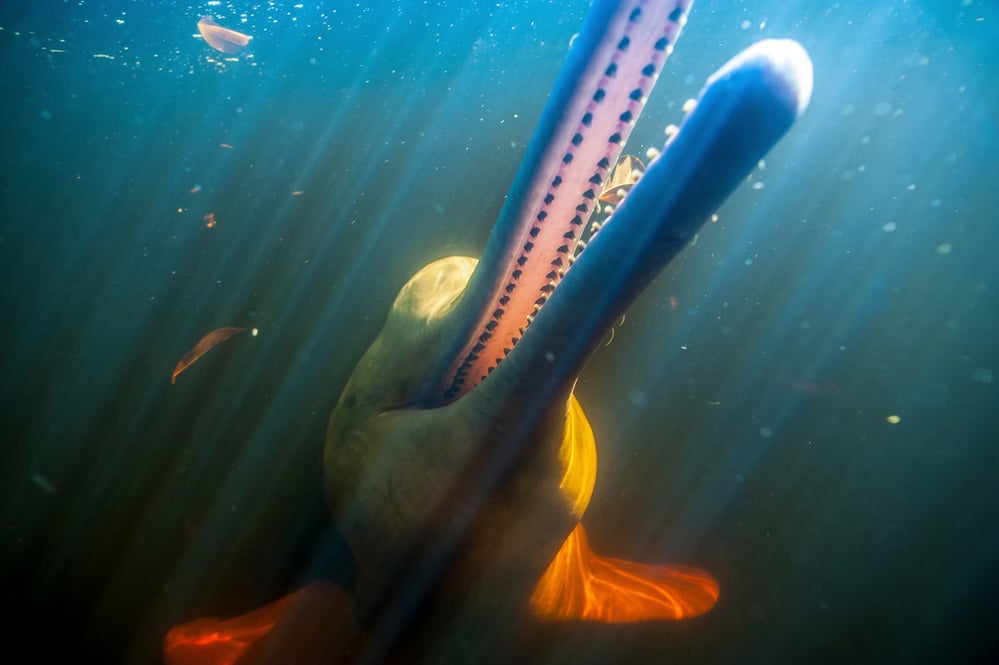 naturepl.com / Doc White / WWF