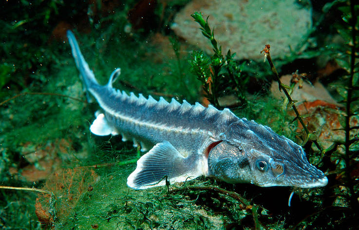 Sturgeon (C) WWF