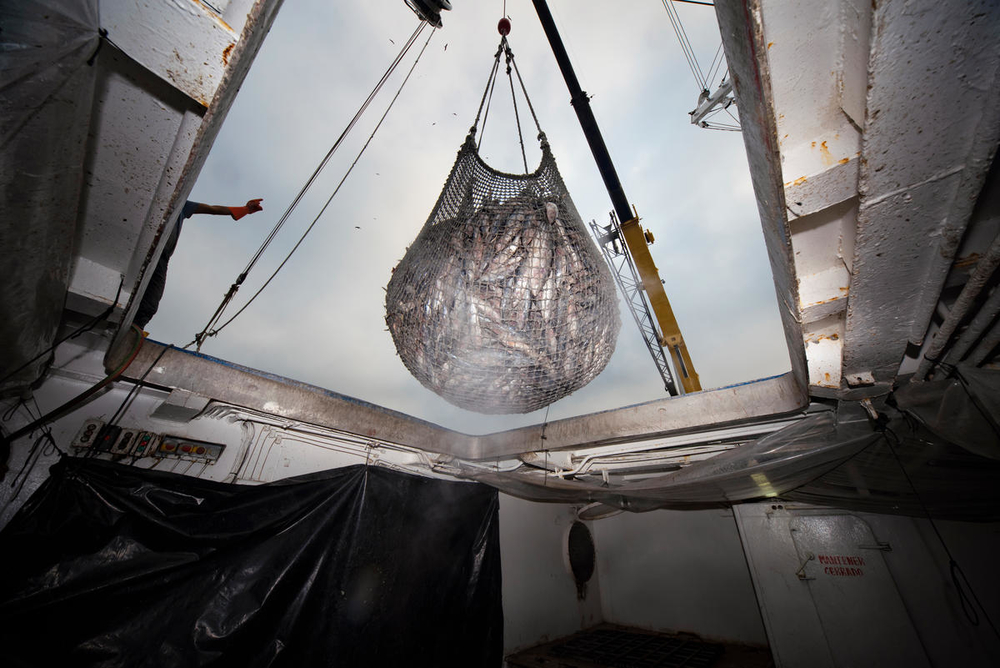 A fishing net filled with fish