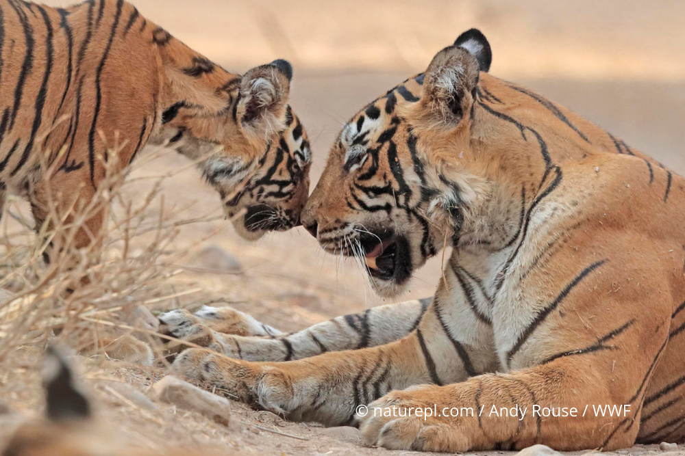 _© naturepl.com  Andy Rouse  WWF tigers