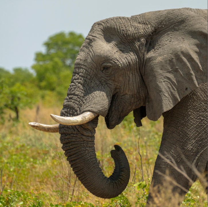 the brutal ivory trade results in the deaths of about 20,000 elephants a year&nbsp;
