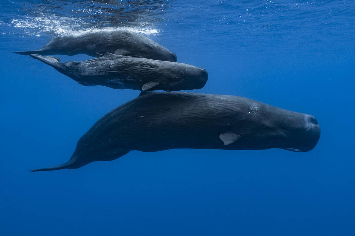 medium_ww2154023_751292