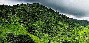 tropical_forest_1
